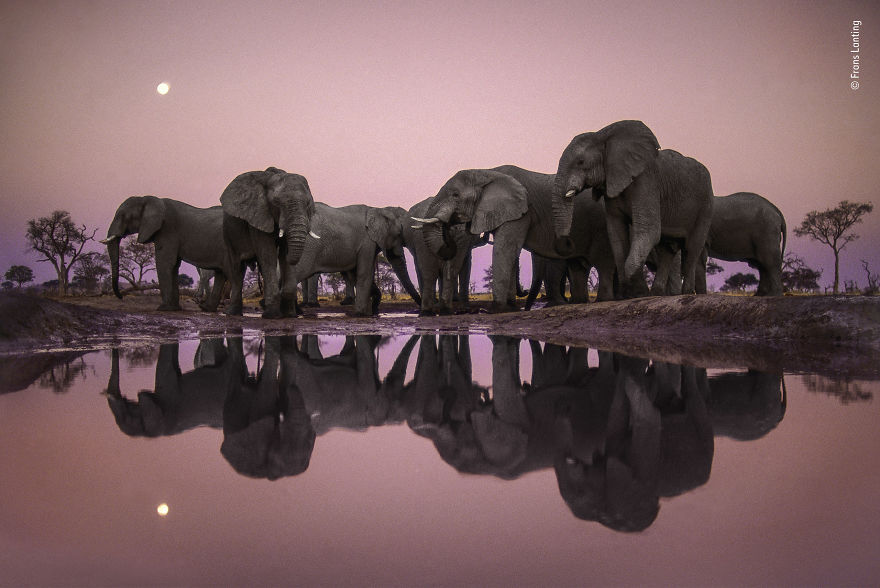 Elephants At Twilight By Frans Lanting, The Netherlands, Winner 2018 Wildlife Photographer Of The Year Lifetime Achievement Award