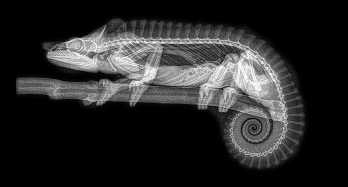 Chameleon