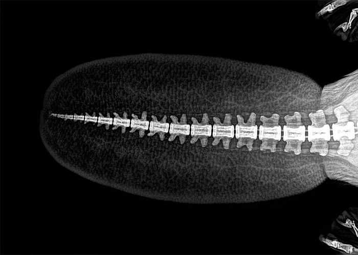 A Beaver's Tail