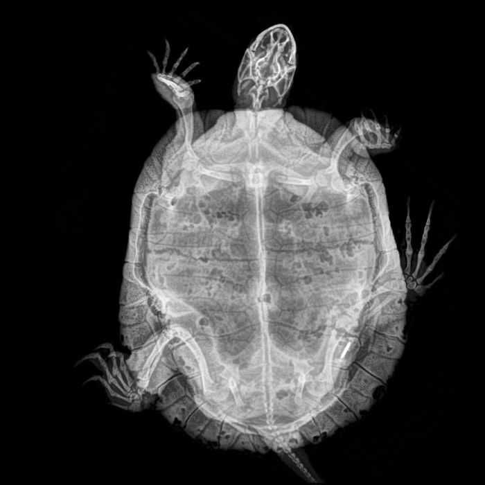 A Turtle
