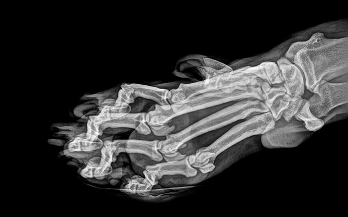 A Tiger's Paw