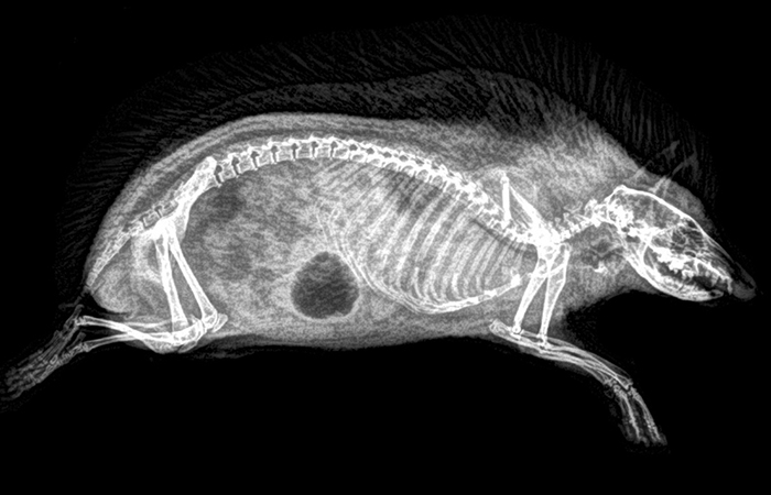 14 Amazing X-Ray Photos From A Zoo’s Annual Animal Health Check