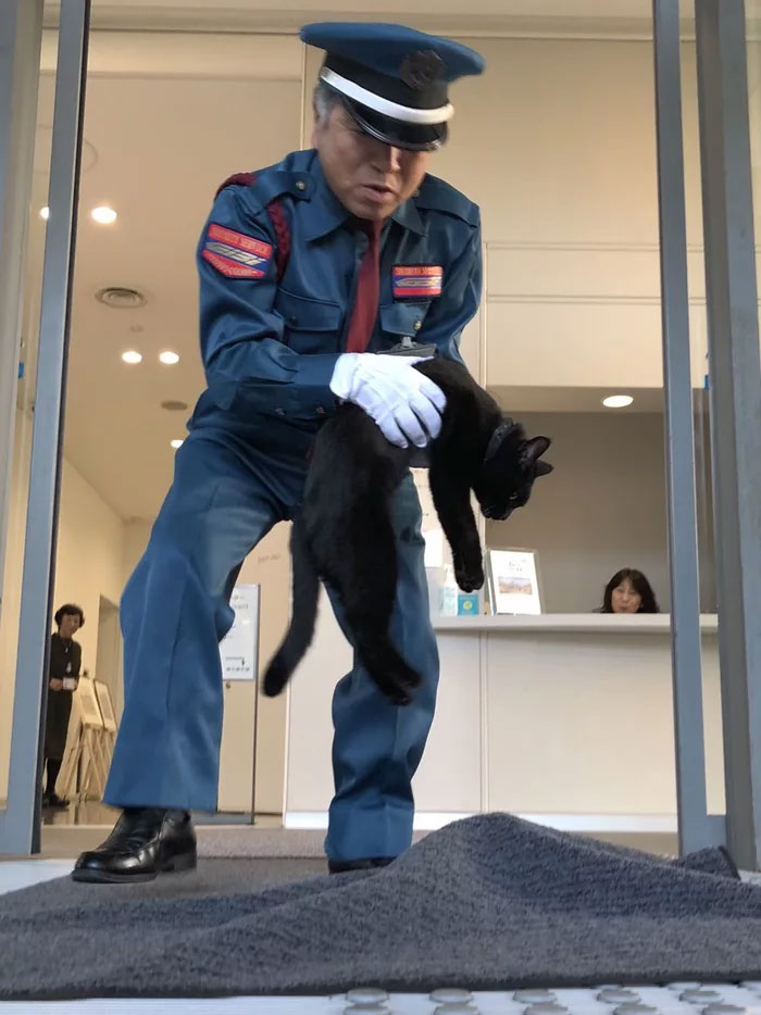 Estos dos gatos llevan años intentando colarse en un museo de Japón (30 imágenes)