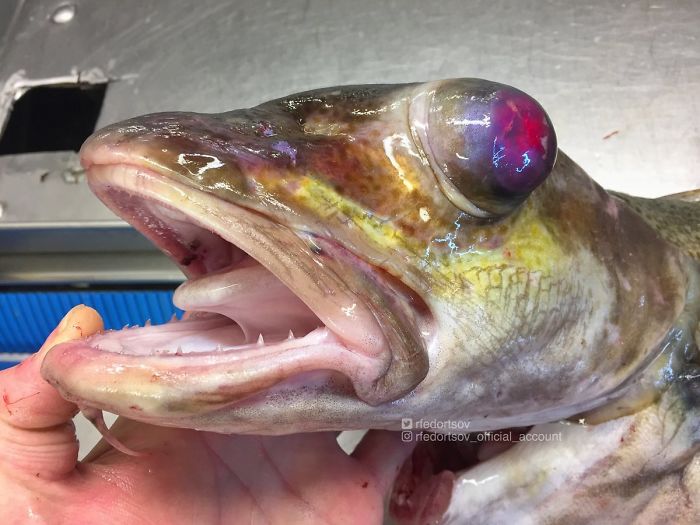 "Unusual Cod From Norway"