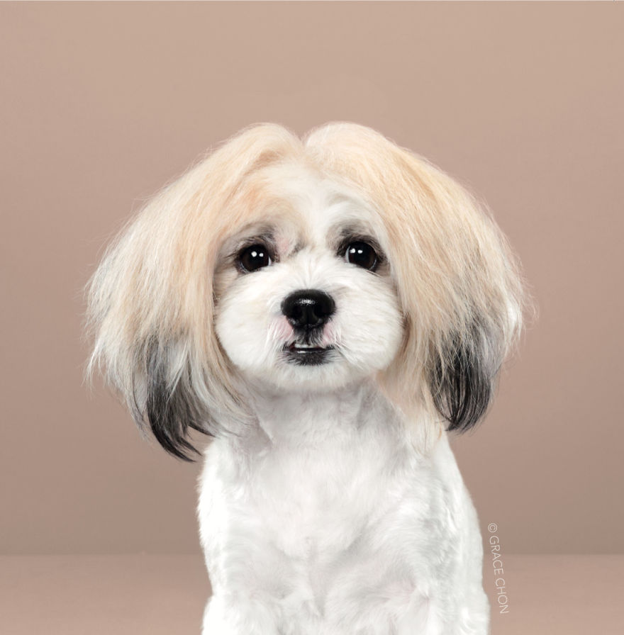 7 Dogs Before And After Japanese Grooming (New Pics)