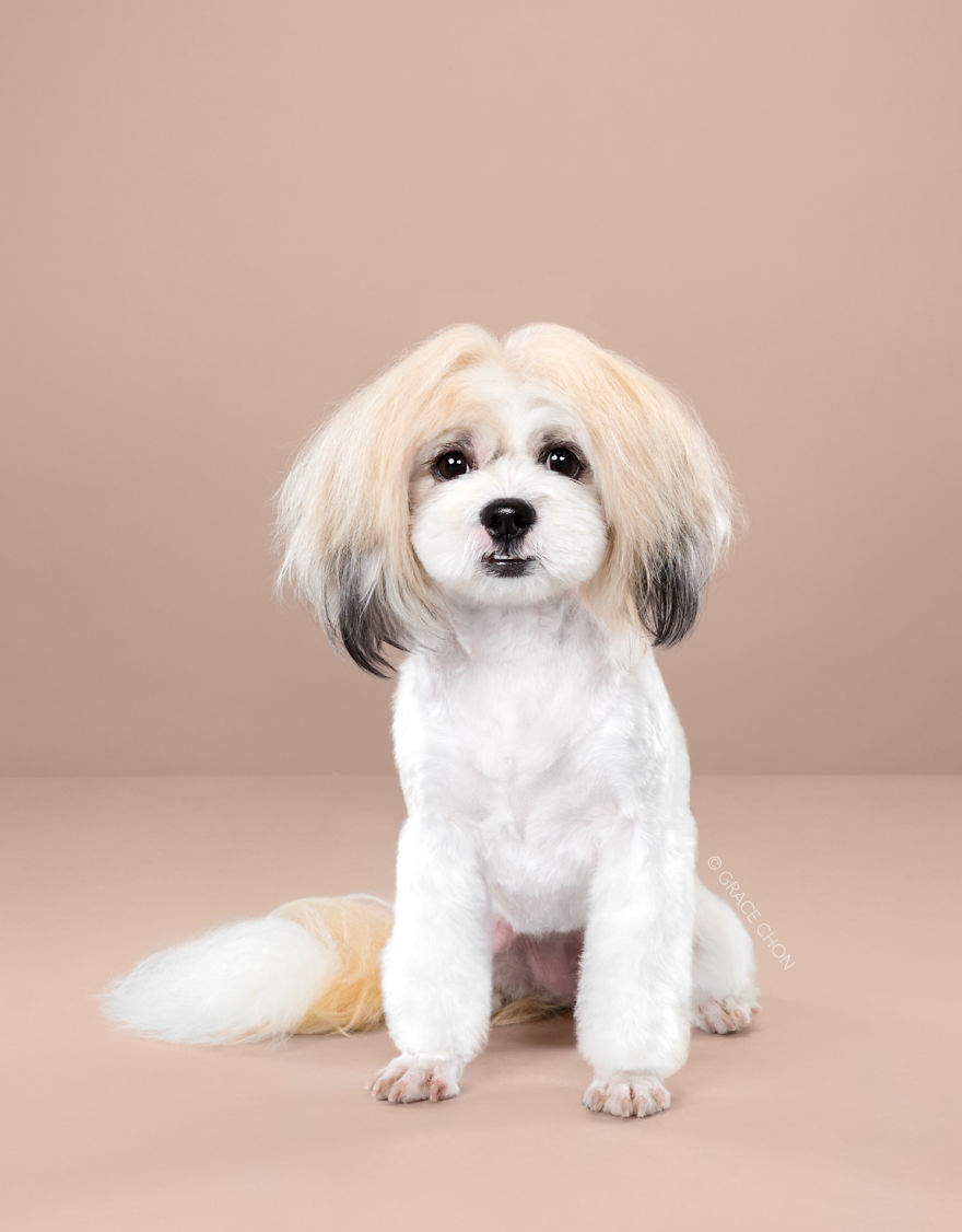 7 Perros antes y después de un corte de pelo japonés (Nuevas imágenes)