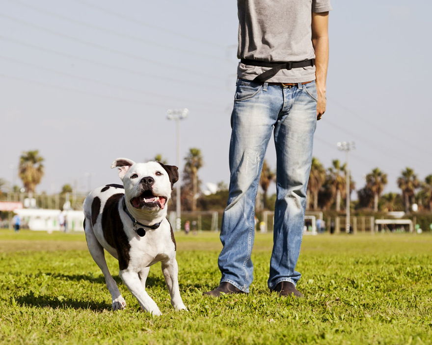 Wireless Dog Fence: Advantage & Disadvantage Wireless Dog Fence: Advantage & Disadvantage