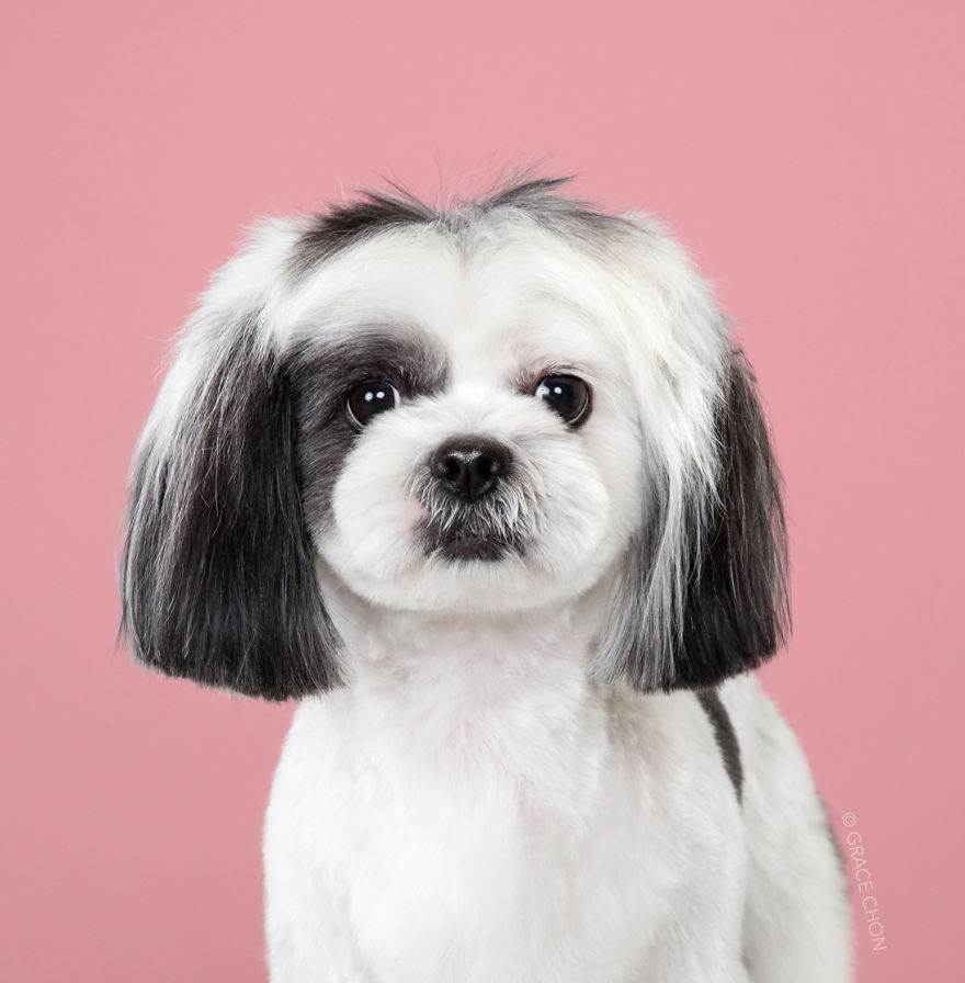 7 Perros antes y después de un corte de pelo japonés (Nuevas imágenes)