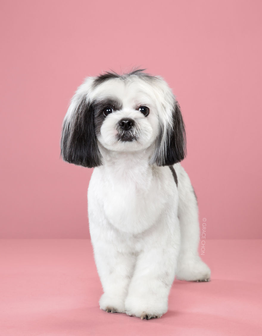 7 Dogs Before And After Japanese Grooming (New Pics)