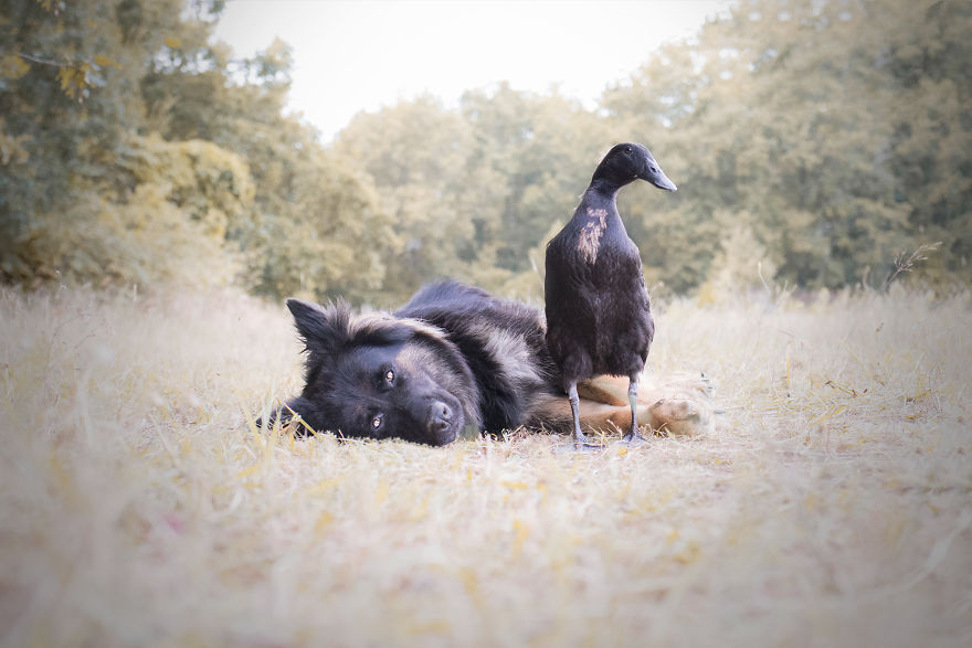 I Photograph The Unexpected Friendship Between My Dog & My Duck