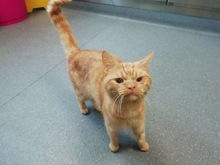 A Man Found The Grumpiest Cat Ever That Was Badly Injured In The Streets Of London