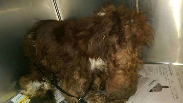 Dog Is Abandoned On A Road With Almost 6 Kg Of Fur