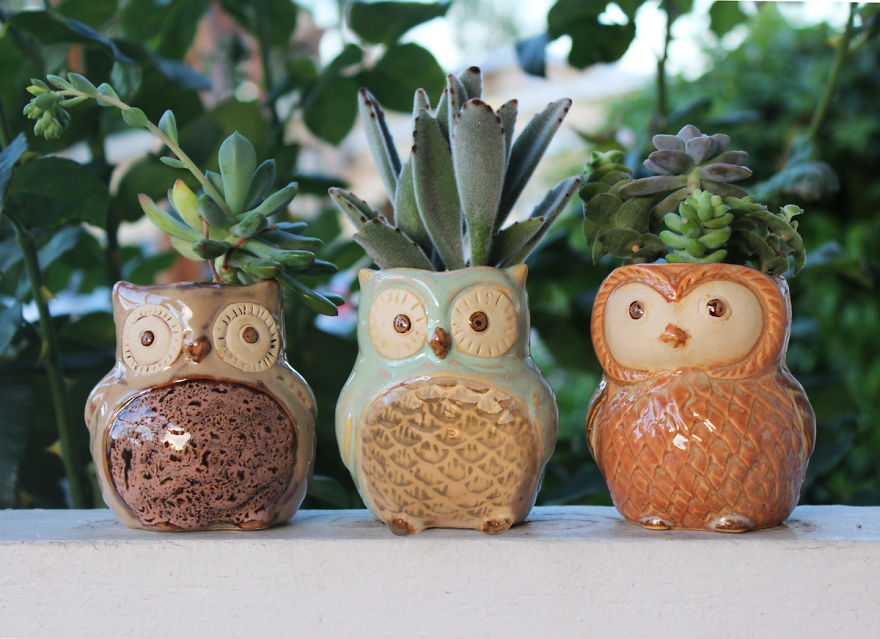 I Combined My Passions Of Art, Design And Plants To Create These Owl Succulent Planters!