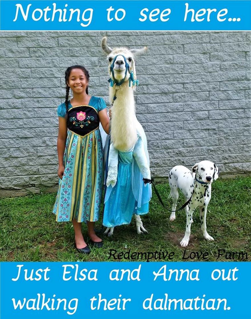 Just In Case You Wanted To See What A Llama Dressed As Elsa Looks Like!