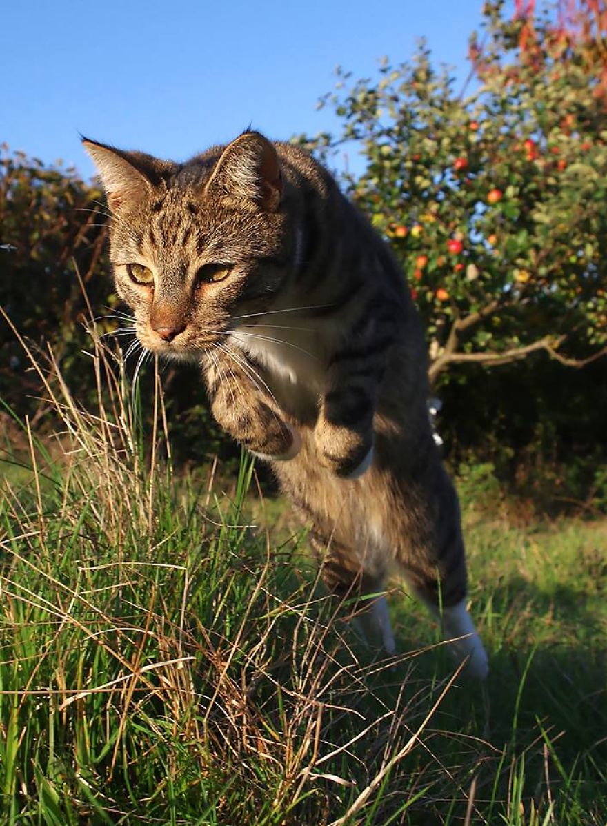 Edmund The Jumping Kitty Gets A New Field To Play In