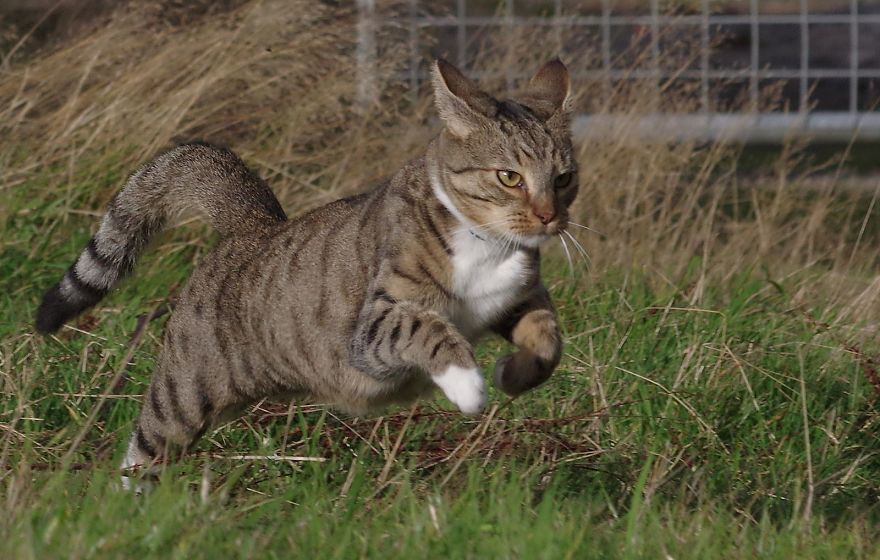 Edmund The Jumping Kitty Gets A New Field To Play In