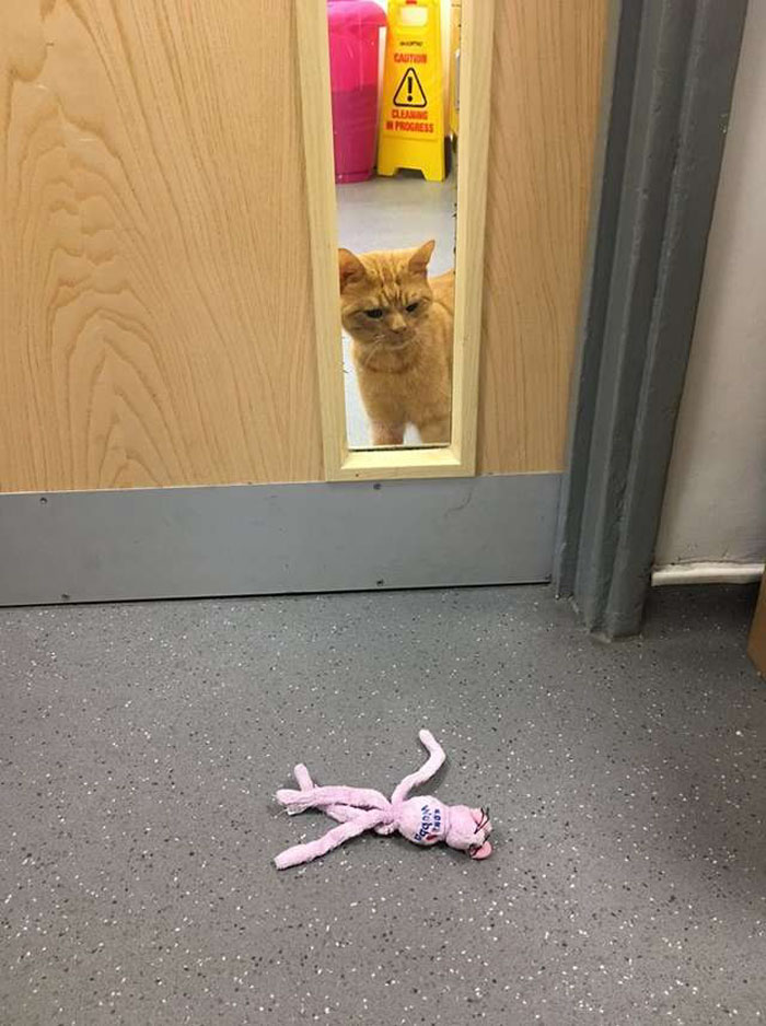 A Man Found The Grumpiest Cat Ever That Was Badly Injured In The Streets Of London
