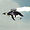 flyingpenguin avatar