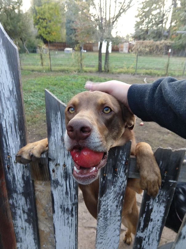 My Neighbor's Dog Always Brings Me An Apple Whenever I Walk By