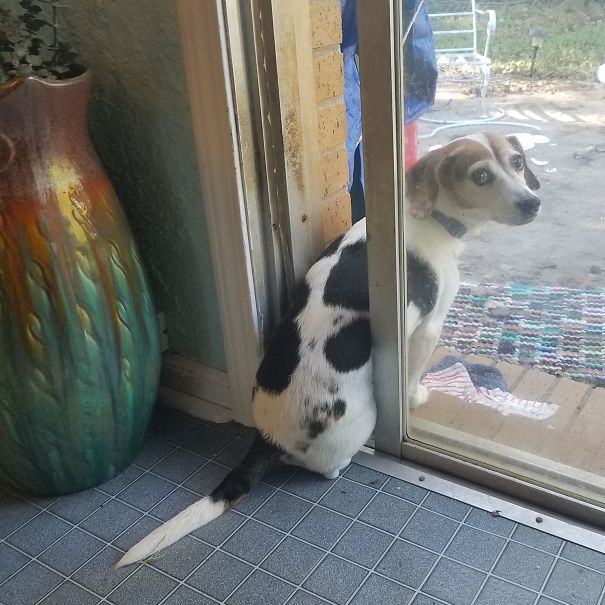 If She Goes Outside We Shut The Door And She Hates It. So She Keeps Her Butt Inside To Prevent This While She Birdwatches. Meet Sofie