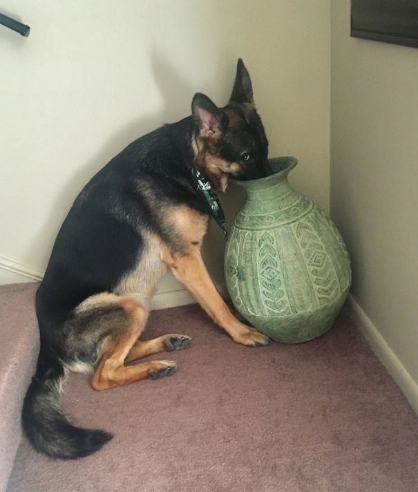 One Time I Pulled Her Ball Out Of This Vase