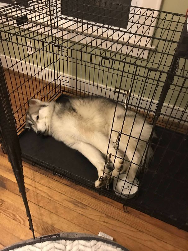 We Bought Her A Big, Fluffy Bed Just So That She Could Do This