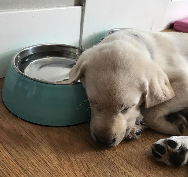 My Friend’s Puppy Regularly Sleeps With His Ear In His Water Bowl