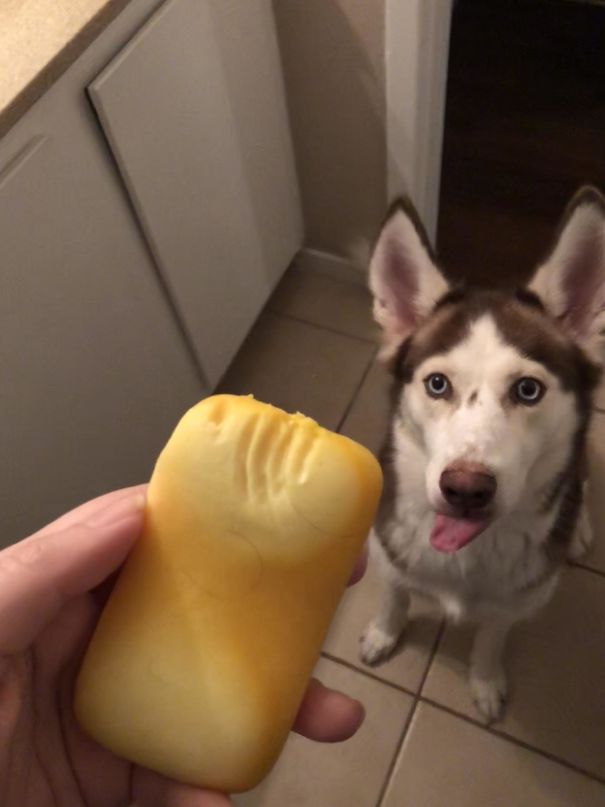 My Idiot Husky Decided To Eat The Soap