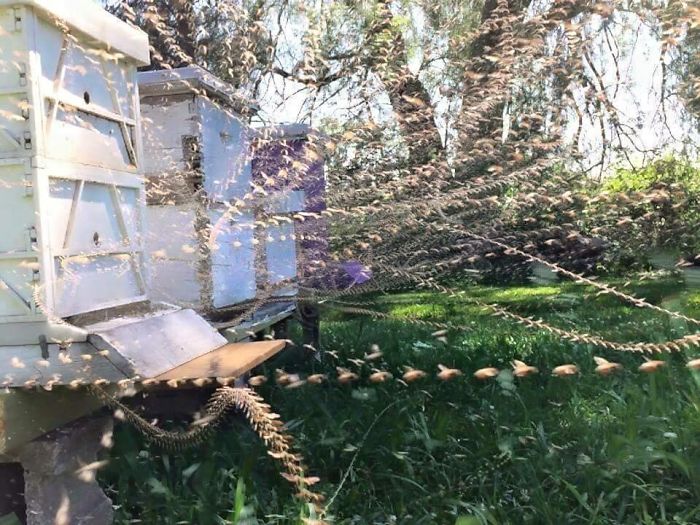 Foto secuencial de una colmenda de abejas