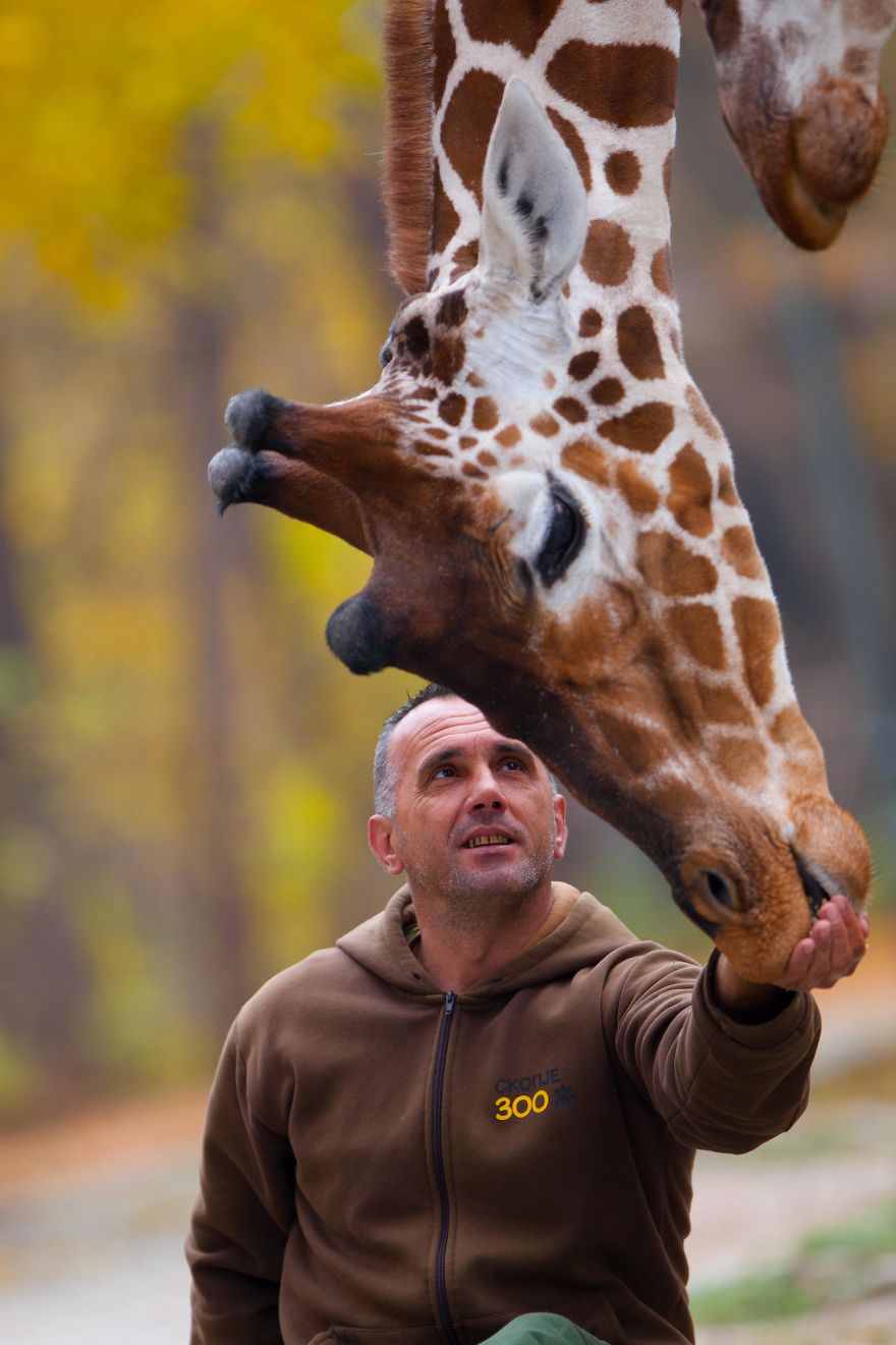 A Special Love Between The Zookeeper And Giraffes
