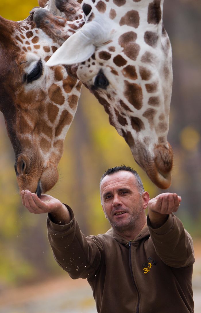 A Special Bond Between The Zookeeper And Giraffes