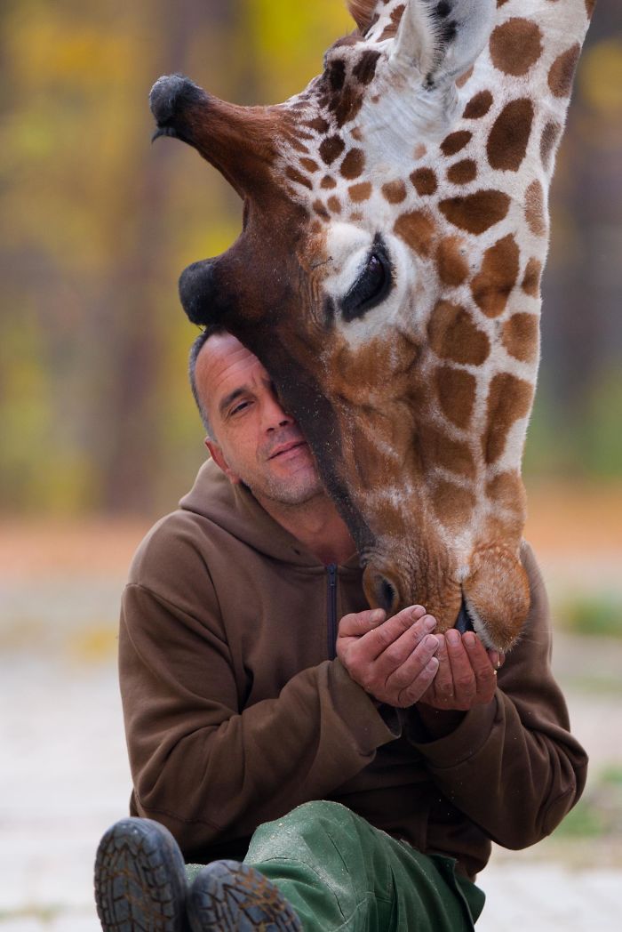 A Special Bond Between The Zookeeper And Giraffes