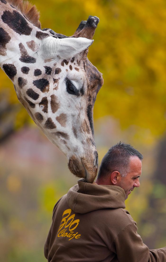 A Special Bond Between The Zookeeper And Giraffes