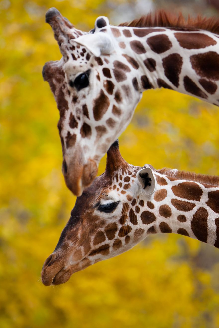 A Special Love Between The Zookeeper And Giraffes