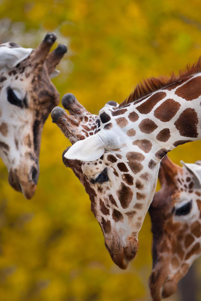 A Special Bond Between The Zookeeper And Giraffes