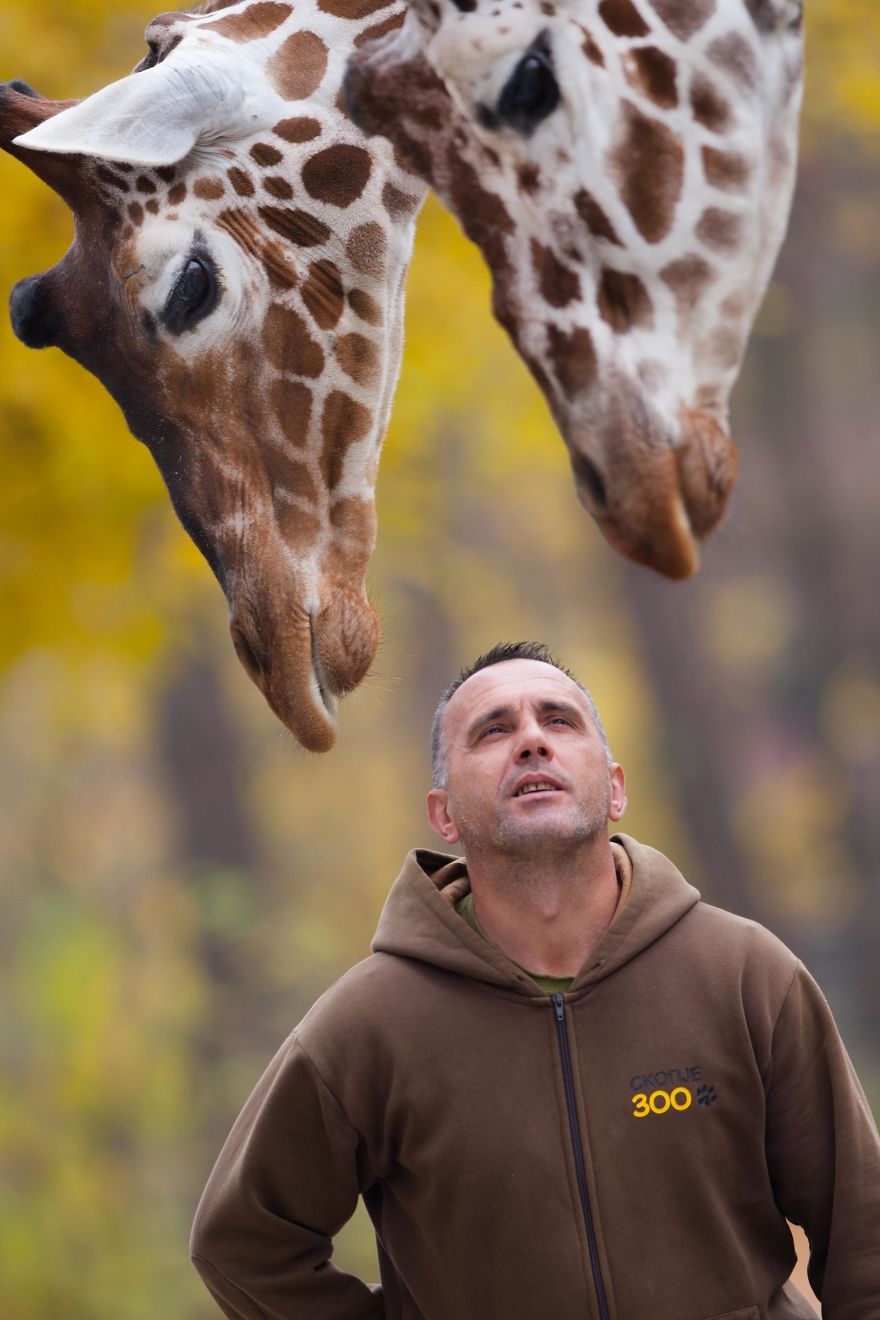 A Special Bond Between The Zookeeper And Giraffes | Bored Panda
