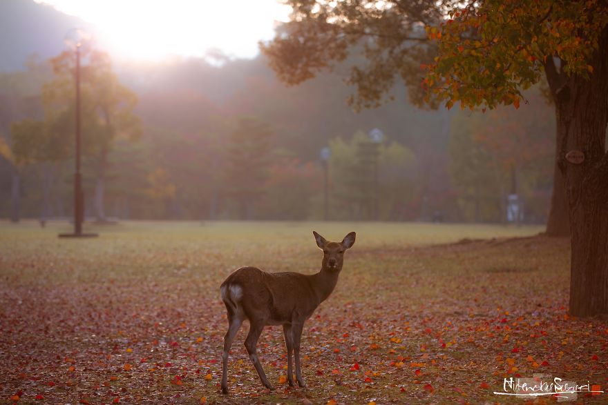 The Deer Of The Gods In Nara Park
