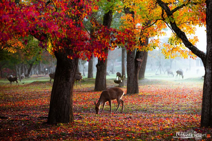 The Deer Of The Gods In Nara Park