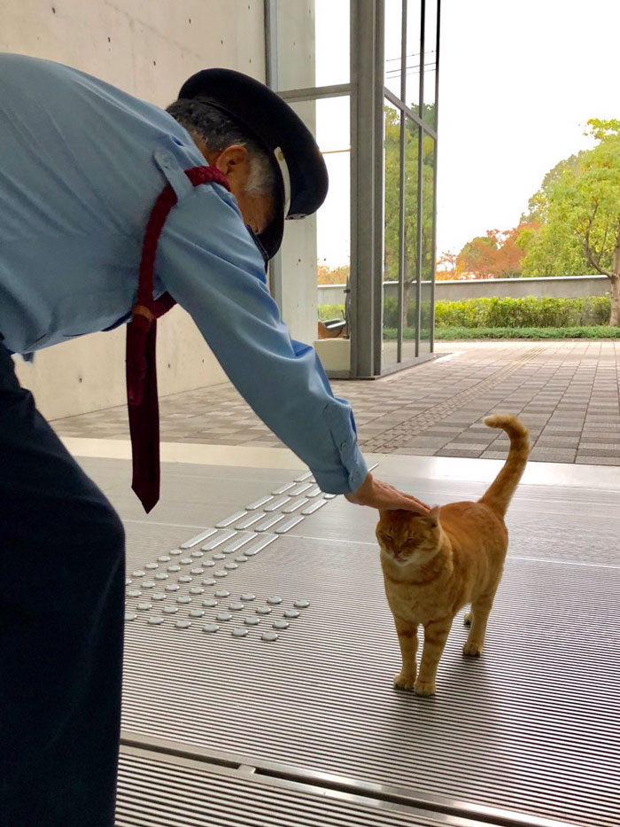 Estos dos gatos llevan años intentando colarse en un museo de Japón (30 imágenes)