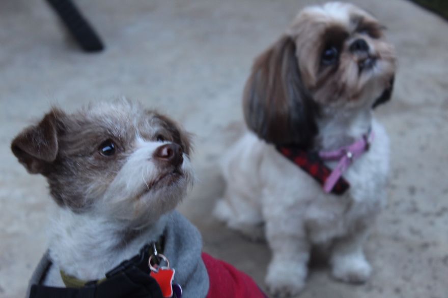 Two Dogs