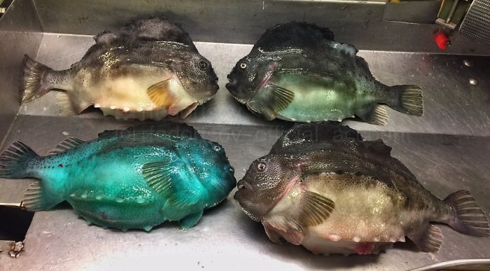 "Different Colors Of Lumpfish"