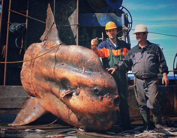 "Big Sunfish. Bycatch. Fishing In Atlantic Ocean, Near Morocco"
