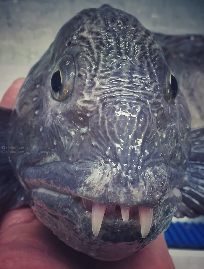 "Pretty Wolffish. Tasty And Scary"