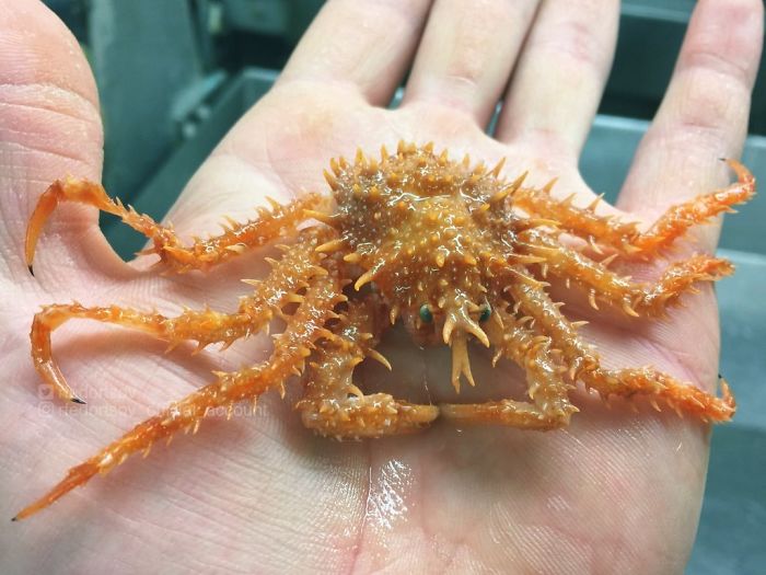 "Another Pretty Creature From The Bottom Of The Norwegian Sea"
