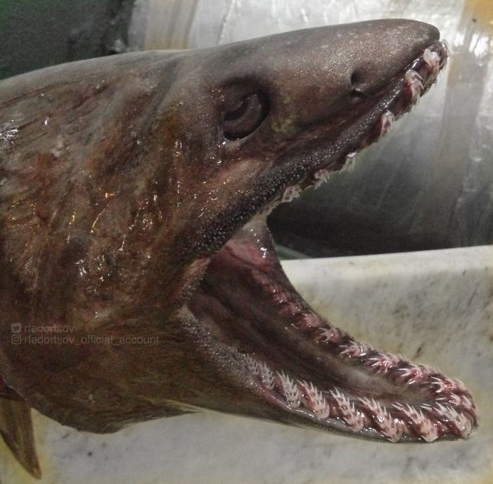 "Photo Of Frilled Shark. Ideal Predator"
