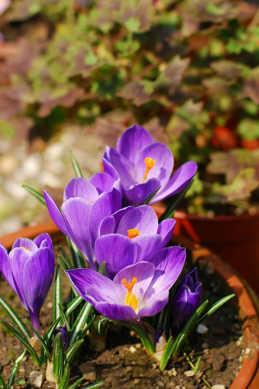 All About Crocus