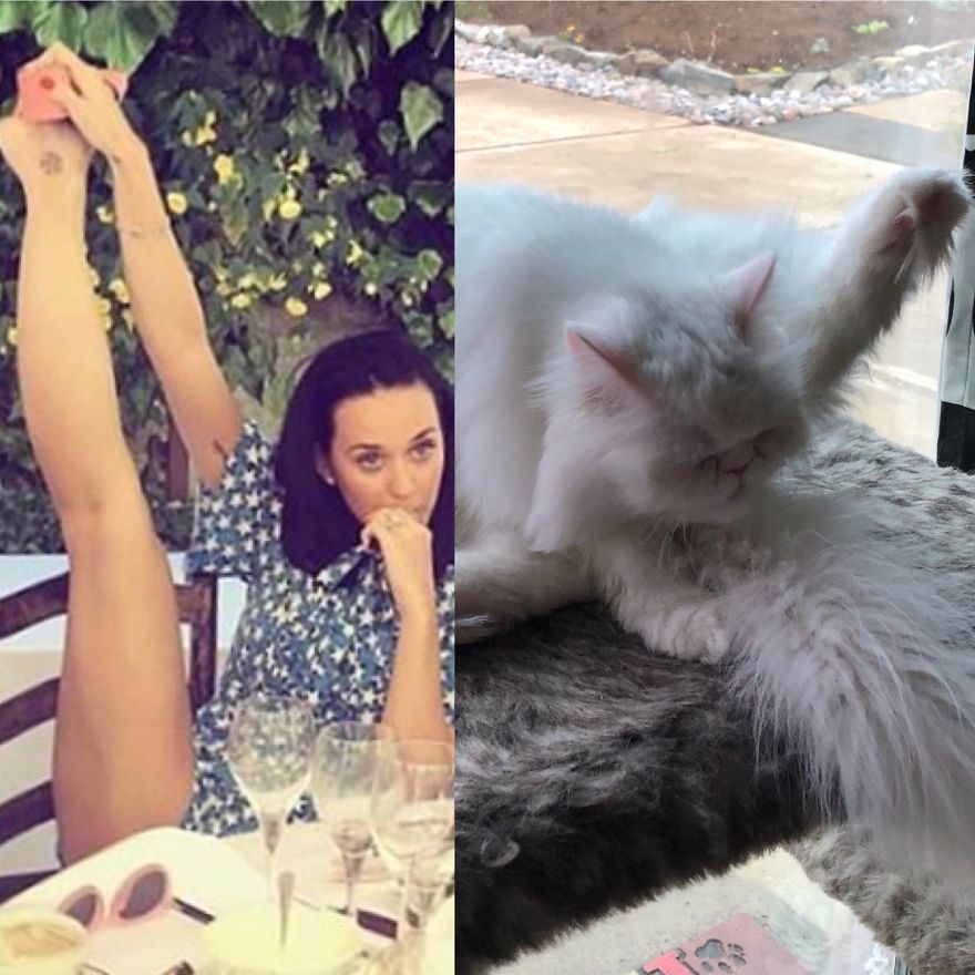 Cat Takes Credit For Viral Instagram Pose