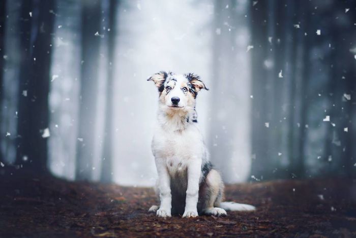 50 Of The Best Dog Photos I've Ever Taken
