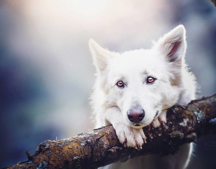 50 Of The Best Dog Photos I've Ever Taken