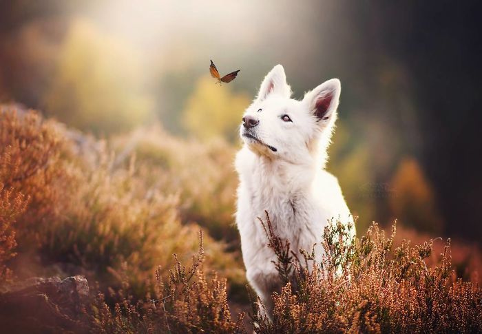 50 Of The Best Dog Photos I've Ever Taken